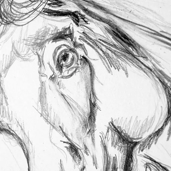 Amelia Augustyn - With a flowing mane