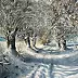 Marek Szczepaniak - Winter on the fields