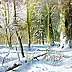 Marek Szczepaniak - Winter in the woods