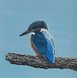 Aleksandra Kurzyńska - Kingfisher - waiting for breakfast