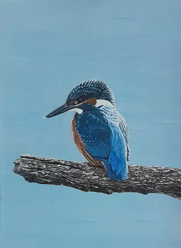 Aleksandra Kurzyńska - Kingfisher - waiting for breakfast