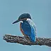 Aleksandra Kurzyńska - Kingfisher - waiting for breakfast