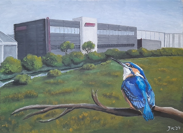 Jarosław Kucharczyk - Kingfisher