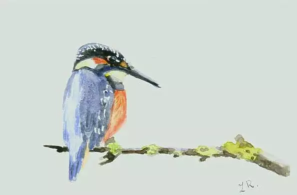Zdzisław Rutkowski - Kingfisher