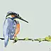 Zdzisław Rutkowski - Kingfisher