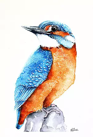   - kingfisher