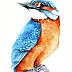 Karolina Kijak - kingfisher