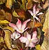Urszula Nieborak - Herbstliche Krokusse