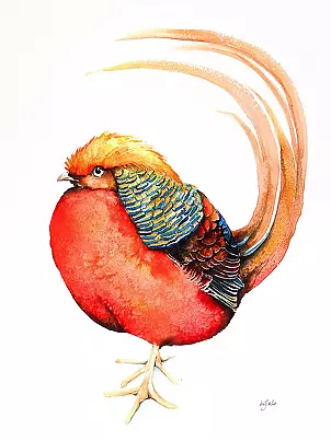   - Golden Pheasant