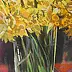 Jerzy Martynów - yellow narcissus