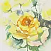 Zdzisław Rutkowski - Yellow roses from my garden