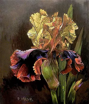 Piotr Mruk - yellow Iris
