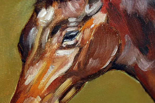 Amelia Augustyn - Źrebię