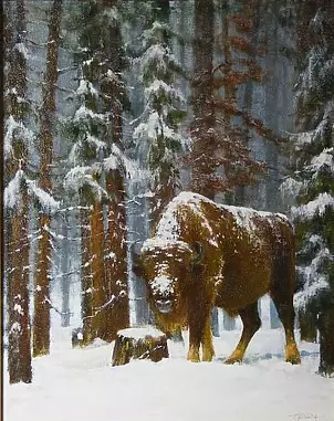 Tadeusz Gazda - bison XIX