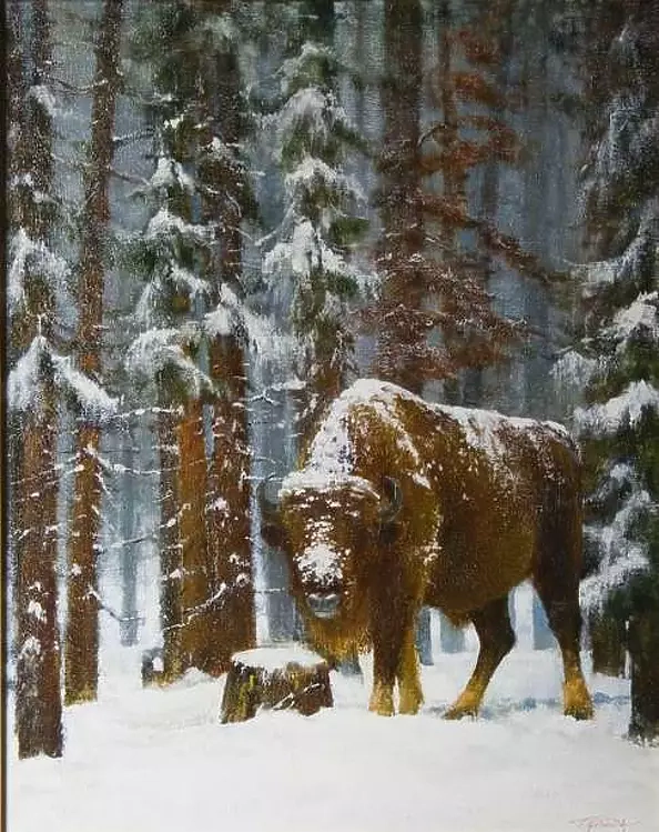 Tadeusz Gazda - bison XIX