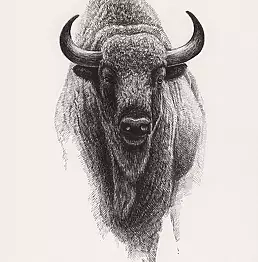 Michał Nowakowski - aurochs