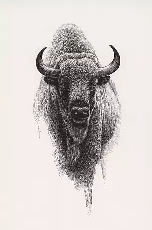 Michał Nowakowski - aurochs