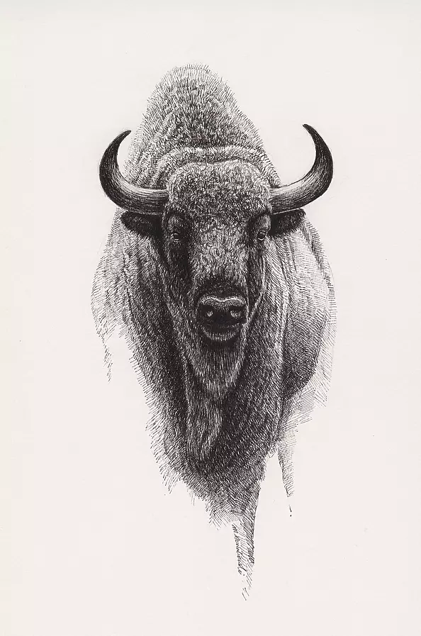 Michał Nowakowski - aurochs