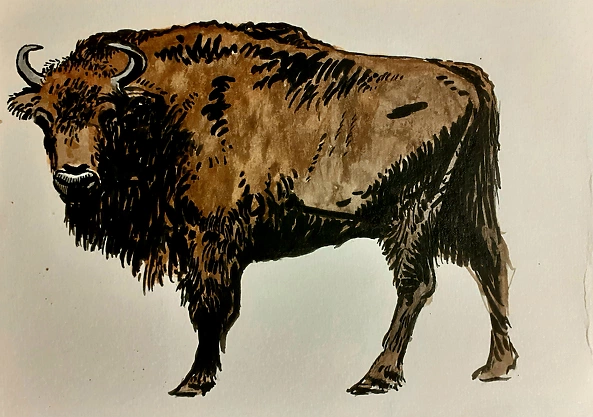 Rafał Czwichocki - Żubr