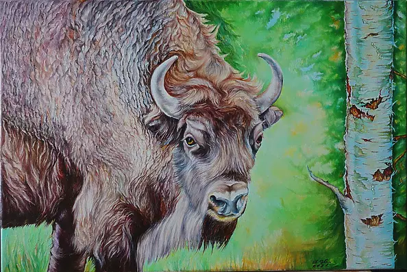 Zenon Gleń - Wisent