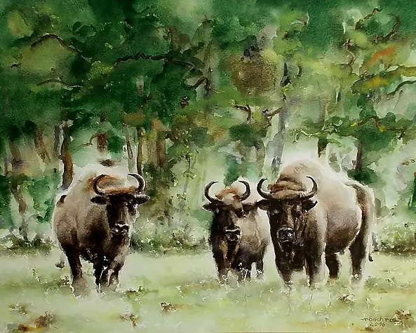 Rafał Bochra - Żubry