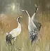 Danuta Drzewiecka - Cranes