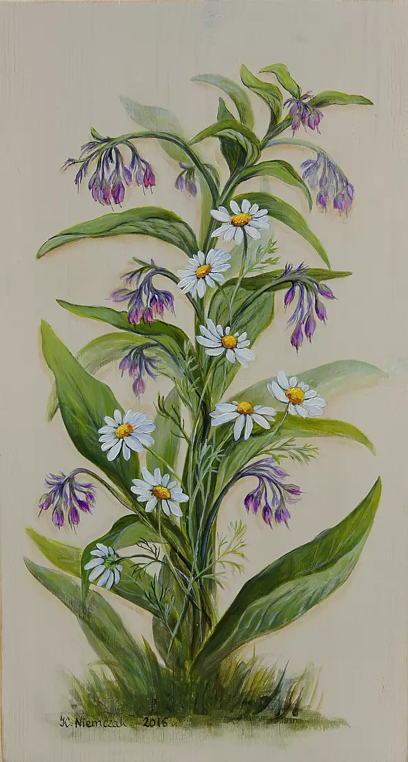 Katarzyna Niemczak - Comfrey and chamomile