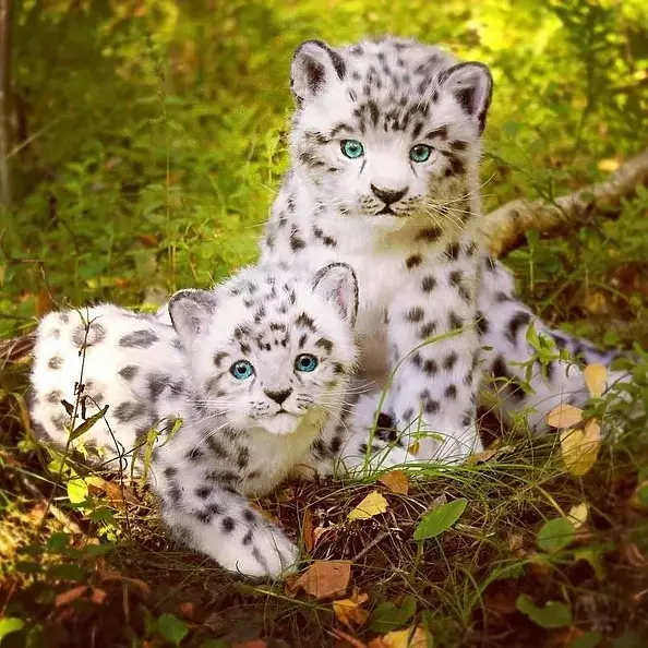 Ievgen Andrusenko - Все животные равны, но некоторые более равны, чем остальные