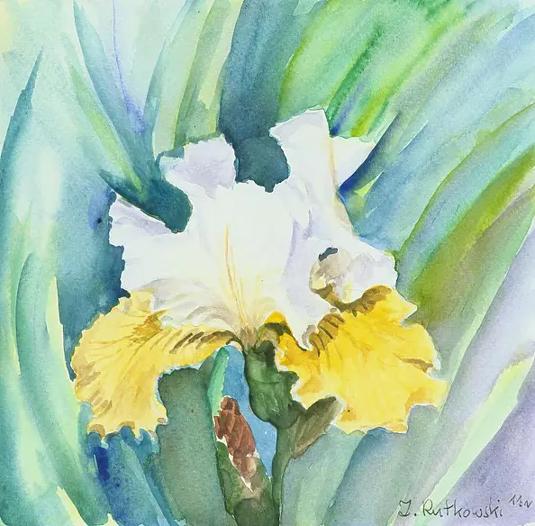 Zdzisław Rutkowski - Apricot Frosty - iris