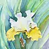 Zdzisław Rutkowski - Apricot Frosty - iris