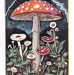 Jena Polak - ammanita