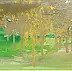 Krystyna Ciećwierska - alghe brune