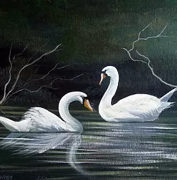 Cathal O Malley - Cleggan swans