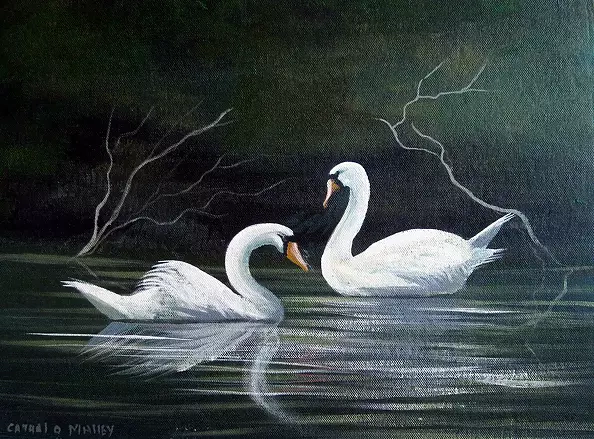 Cathal O Malley - Cleggan swans