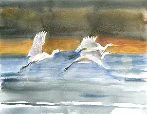 Zdzisław Rutkowski - Czaple białe