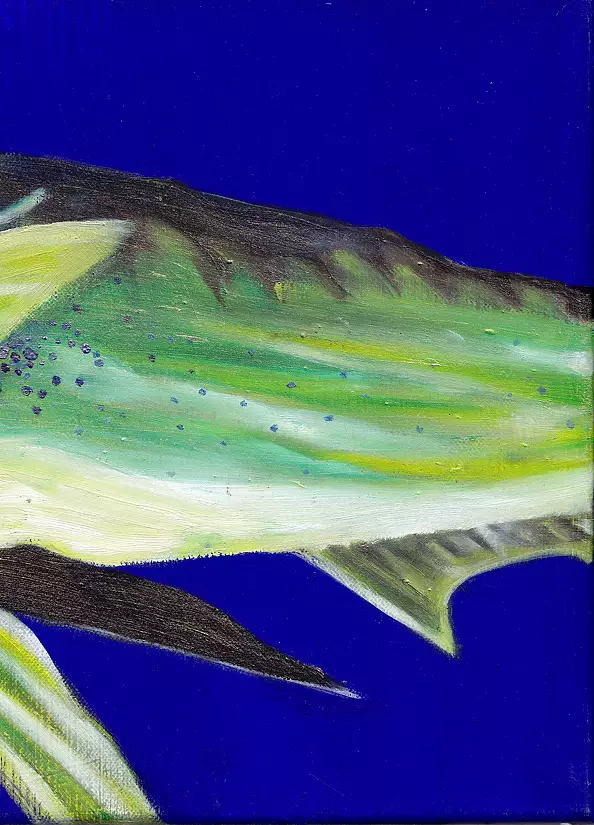 Padovani Nicolas - dorade cory part2