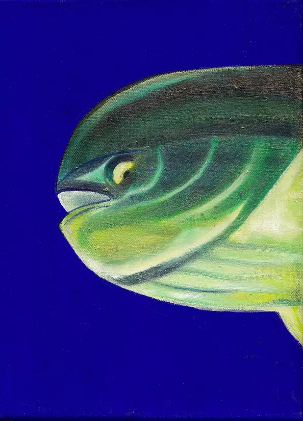 Padovani Nicolas - dorade cory