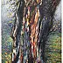 Marek Chomczyk - drzewo