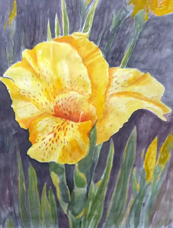 Wieter Wieter - gladiola