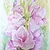 Wieter Wieter - Gladioli