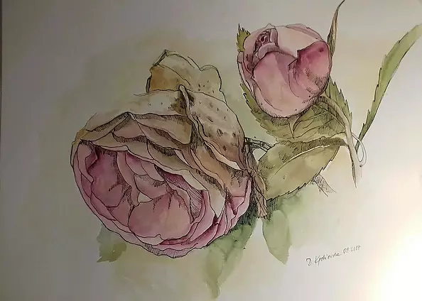 Dorota Kędzierska - herbaciana róża 2