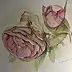 Dorota Kędzierska - herbaciana róża 2