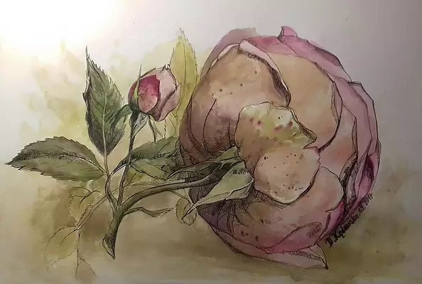 Dorota Kędzierska - tea rose