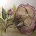 Dorota Kędzierska - herbaciana róża