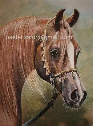 Robert Chełchowski - Arabian horse