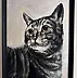 Joanna Szcześniewska - Katze 1