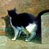 Piotr Pilawa - tabby cat