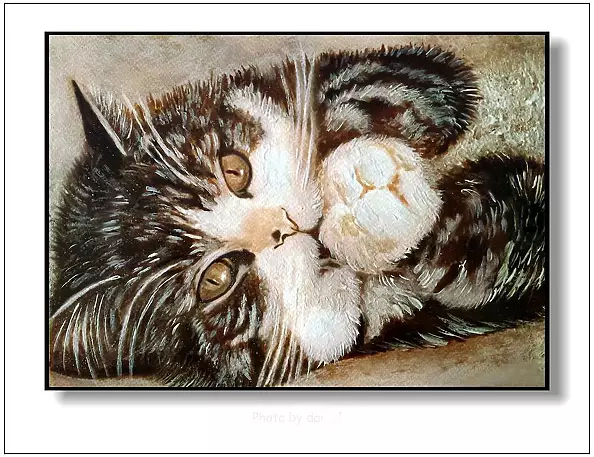 Jolanta Dusza - kotek13