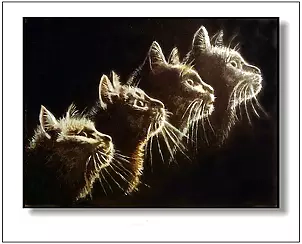 Jolanta Dusza - kotek15