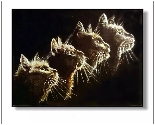 Jolanta Dusza - kotek15